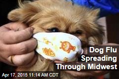 Dog Flu Spreading Through Midwest