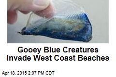 Gooey Blue Creatures Invade West Coast Beaches
