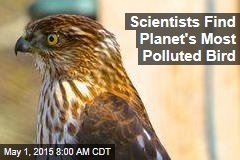Scientists Find Planet&#39;s Most Polluted Bird