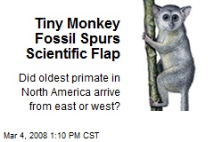 Tiny Monkey Fossil Spurs Scientific Flap