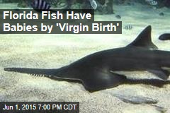 Florida Fish Have Babies by &#39;Virgin Birth&#39;