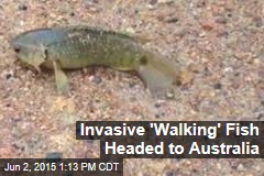 Invasive &#39;Walking&#39; Fish Headed to Australia