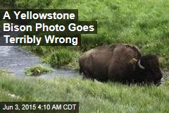 Another Yellowstone Bison Pic Goes Badly Wrong