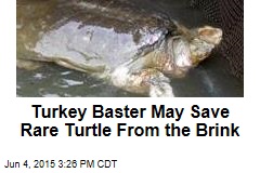 Turkey Baster May Save Rare Turtle From the Brink