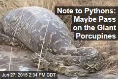 Note to Pythons: Maybe Pass on the Giant Porcupines