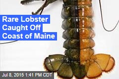 lobster – News Stories About lobster - Page 1 | Newser