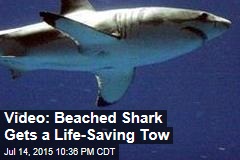 Video: Beached Shark Gets a Life-Saving Tow