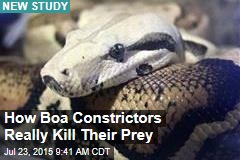 Think Boas Suffocate Their Prey? Think Again