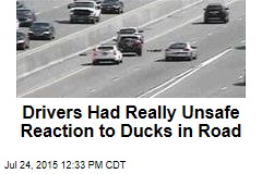 Drivers Had Really Unsafe Reaction to Ducks in Road