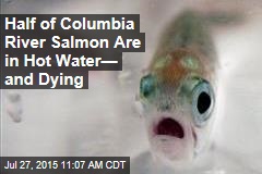 Half of Columbia River Salmon Are in Hot Water&mdash; and Dying