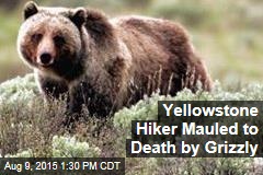 Yellowstone Hiker Mauled to Death by Grizzly