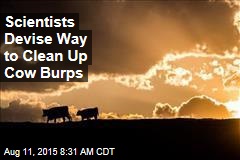 Scientists Devise Way to Clean Up Cow Burps