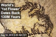World&#39;s &#39;1st Flower&#39; Dates Back 130M Years