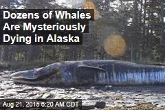 Dozens of Whales Are Mysteriously Dying in Alaska