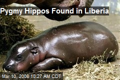 Pygmy Hippos Found in Liberia