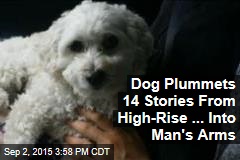 Dog Plummets 14 Stories From High-Rise ... Into Man&#39;s Arms