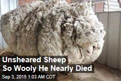 Sheep-Shearing Champ Meets Biggest Challenge