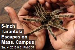 5-Inch Tarantula Escapes on Mass. Campus
