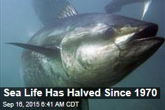 Sea Life Has Halved Since 1970