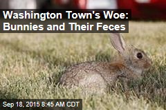 Washington Town&#39;s Woe: Bunnies and Their Feces
