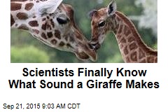 Scientists Finally Know What Sound a Giraffe Makes