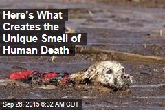 Here&#39;s What Creates the Unique Smell of Human Death