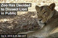 Zoo Has Decided to Dissect Lion in Public