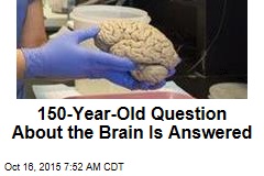 150-Year-Old Question About the Brain Is Answered