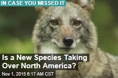 Is a New Species Taking Over North America?