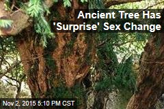 Ancient Tree Has a &#39;Sex Change&#39;