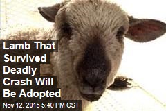 Lamb That Survived Deadly Crash Will Be Adopted