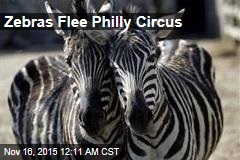 Zebras Flee Philly Circus