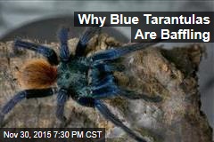 Blue Tarantulas Baffle Scientists