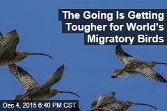 The Going Is Getting Tougher for World&#39;s Migratory Birds