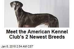 Meet the American Kennel Club&#39;s 2 Newest Breeds
