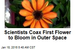 Scientists Coax First Flower to Bloom in Outer Space