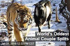 World&#39;s Oddest Animal Couple Splits