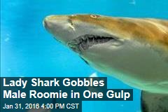 Lady Shark Gobbles Male Roomie in One Gulp