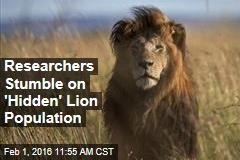 Researchers Stumble on &#39;Hidden&#39; Lion Population