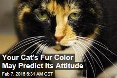 Your Cat&#39;s Fur Color May Predict Its Attitude