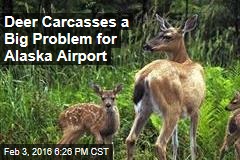 Deer Carcasses a Big Problem for Alaska Airport