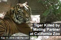 Tiger Killed by Mating Partner at California Zoo