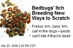 Bedbugs' Itch Breeding New Ways to Scratch