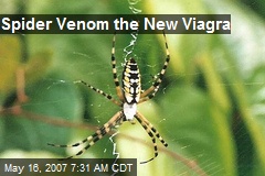 Spider Venom the New Viagra
