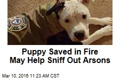 Puppy Saved in Fire May Help Sniff Out Arsons