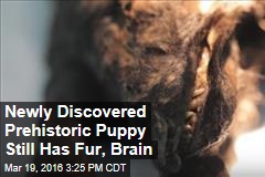 Newly Discovered Prehistoric Puppy Still Has Fur, Brain