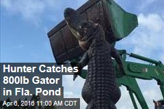 Hunter Catches 800lb Gator in Fla. Pond