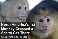 North America&#39;s 1st Monkey Crossed a Sea to Get There
