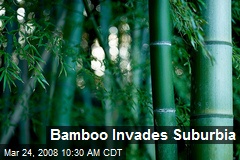 Bamboo Invades Suburbia