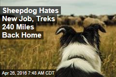 Sheepdog Hates New Job, Treks 240 Miles Back Home